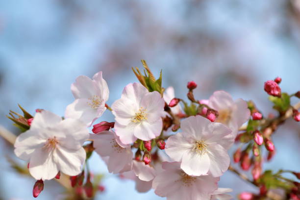 istock Cherry blossom in Japan 1309560758