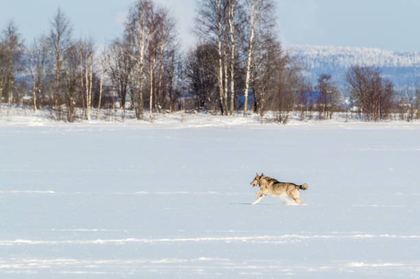 istock winter landscape with a dog running through the snow 1309561617
