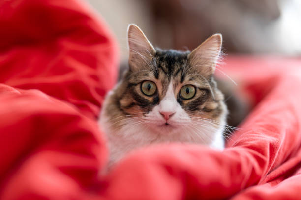 This photo was taken in daylight with the Canon EOS R5 and 85mm f:1.2 .It has been large-sized with Enlarge in Photoshop.