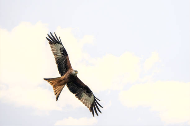 istock Red Kite in flight over Somerset UK 1309564072