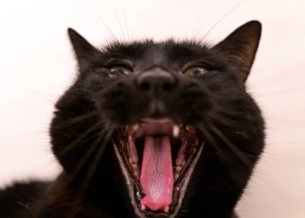 Black cat with mouth wide open showing tongue