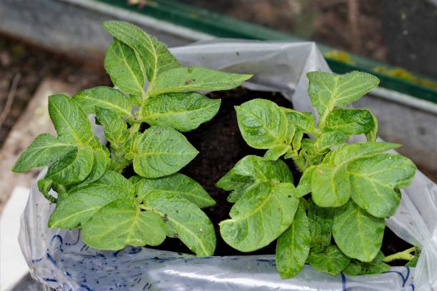 istock Sharpes Express early potatoes growing in ovoid sacks. 1309564267