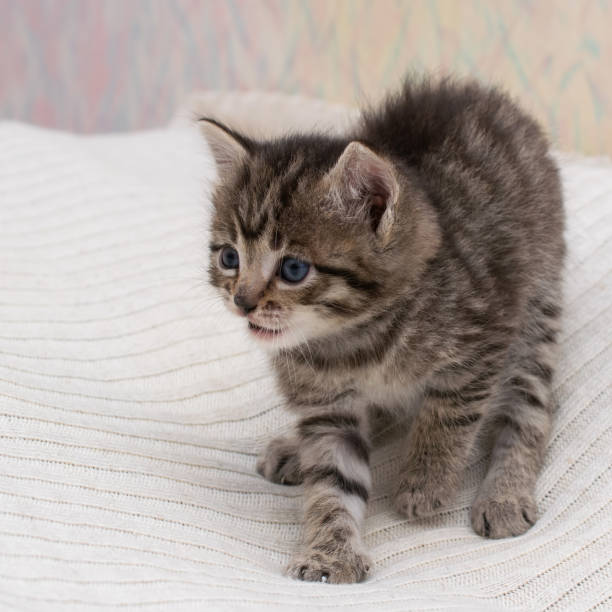 istock Little tabby kitten at home on a plaid. 1309564298