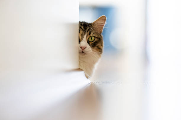 Norwegian forest cat looking out from behind the wall at home