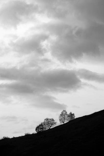 istock Trees in silhouette and cloudy sky 1309564437