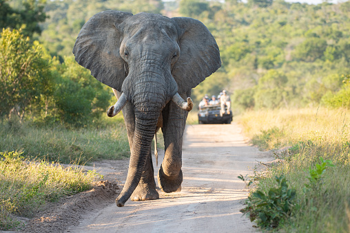 Bull elephant walking next to a road in a national wildlife reserve as seen through the windshield of a tourist vehicle