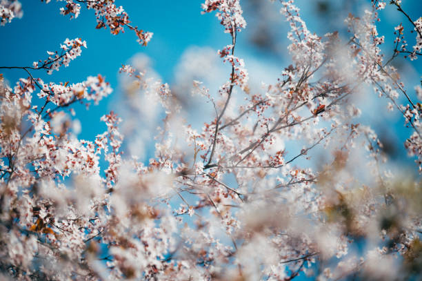 пастельные цветные цветы вишни - 2548 стоковые фото и изображения