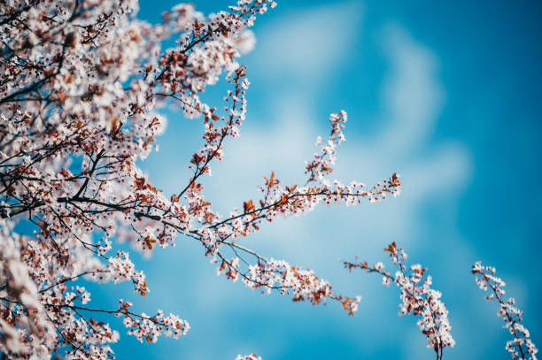 pastel colored cherry blossoms - 2547 imagens e fotografias de stock