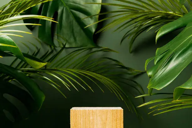 Photo of Cosmetics product advertising stand. Exhibition wooden podium on green background with palm leaves and shadows. Empty pedestal to display product packaging. Mockup