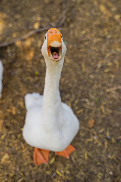 istock Big white goose in farm countryside 1309565506