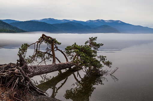 Morning fog over a mountain lake, tree in water. Teletskoye lake, Altai, Russia.