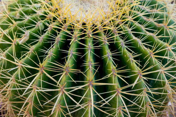 istock Macro shot of big green exotic cactus 1309566456