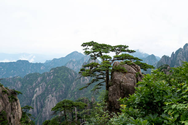 istock The characteristic pine trees in Huangshan 1309566550