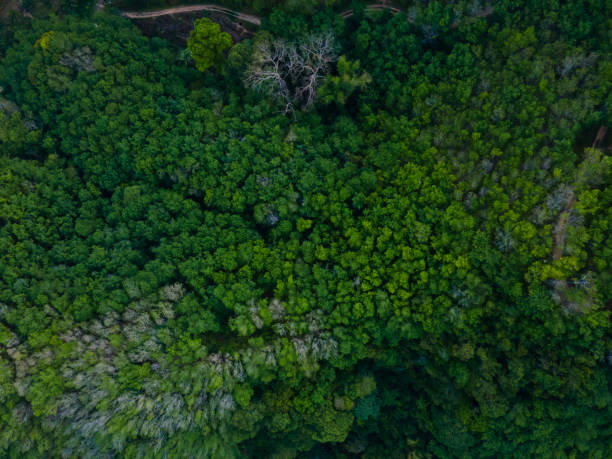 Aerial view Top fown view natural forest