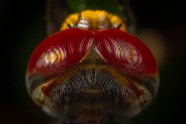 Macro shots dragonfly back top head close-up