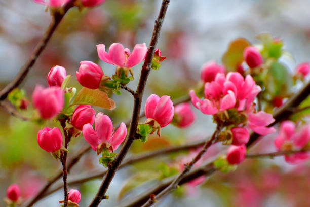 istock Pseudocydonia sinensis / Chinese quince flower 1309567839