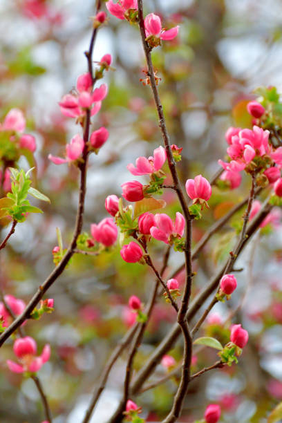 istock Pseudocydonia sinensis / Chinese quince flower 1309567858