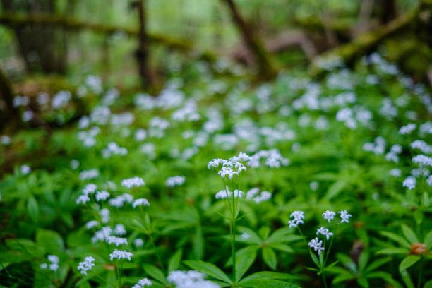 green forest lush with leaves, foliage and bush texture in summer nature