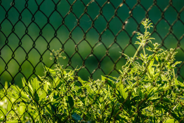 green forest lush with leaves, foliage and bush texture in summer nature