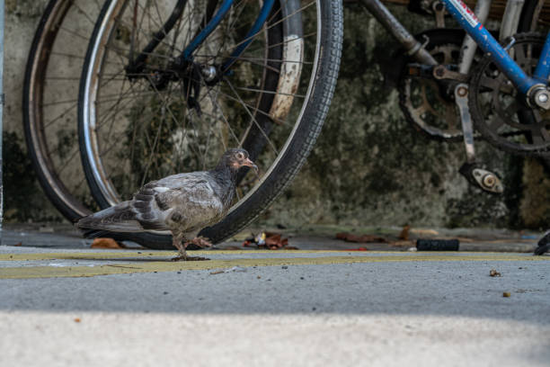 Pigeon walking on street. Bicycle in background. Horizontal shot with copy space