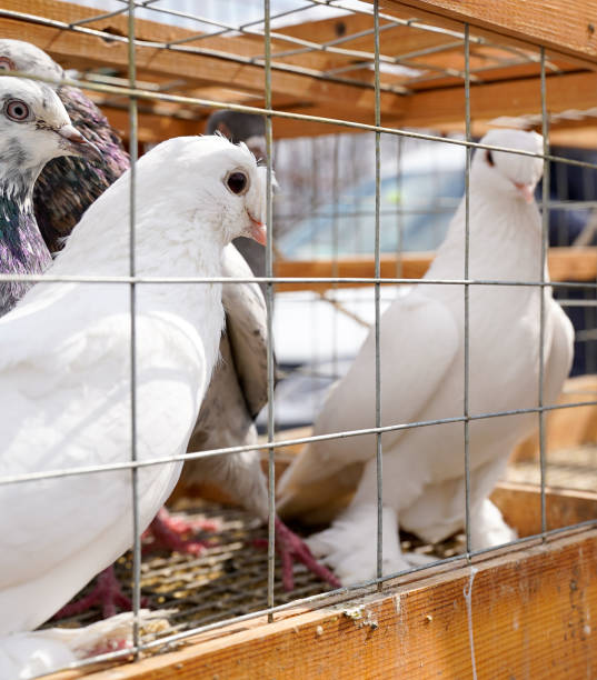 istock Pigeons sit in a cage in the market 1309571680
