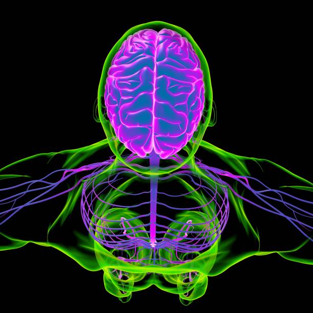 istock Human Brain Anatomy For Medical Concept 3D 1309572127