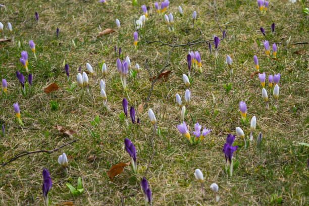 istock Crocus flowers in a spring glade, purple, white. 1309572187