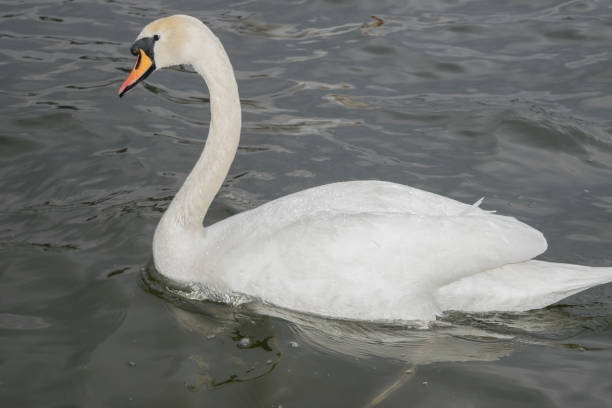 istock White swans on the lake on a rainy day 1309572196