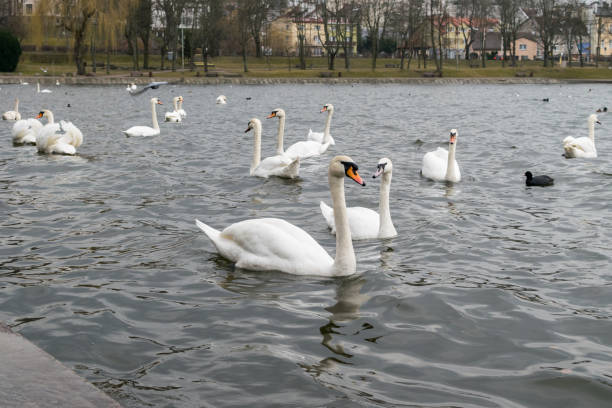 istock White swans on the lake on a rainy day 1309572220