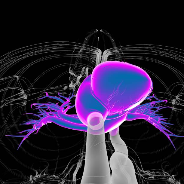 istock Human Heart Anatomy For Medical Concept 3D Rendering 1309572337