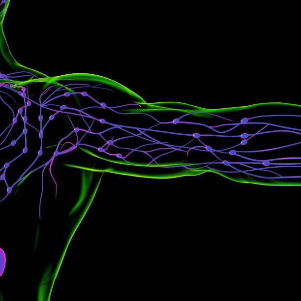 istock Human Lymph Nodes Anatomy For Medical Concept 3D Rendering 1309572407