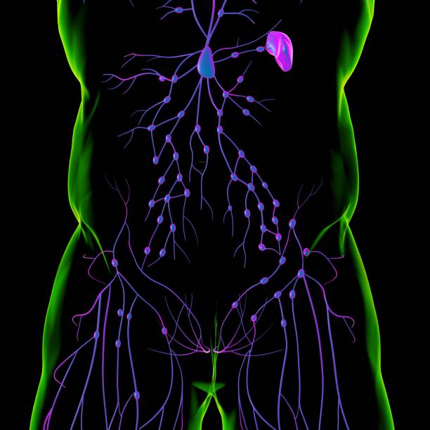 istock Human Lymph Nodes Anatomy For Medical Concept 3D Rendering 1309572422