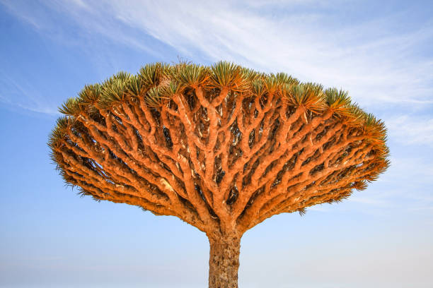 istock Dragonblood Trees in Socotra 1309573191
