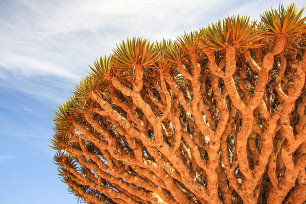 istock Dragonblood Trees in Socotra 1309573194