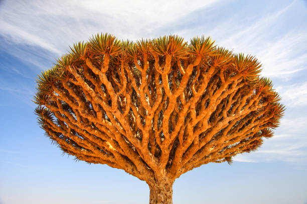 istock Dragonblood Trees in Socotra 1309573202
