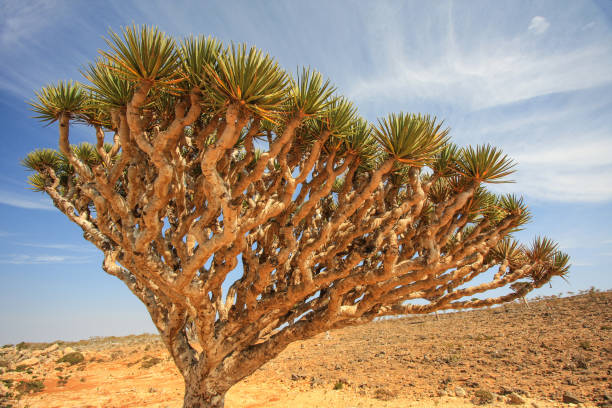 istock Dragonblood Trees in Socotra 1309573257
