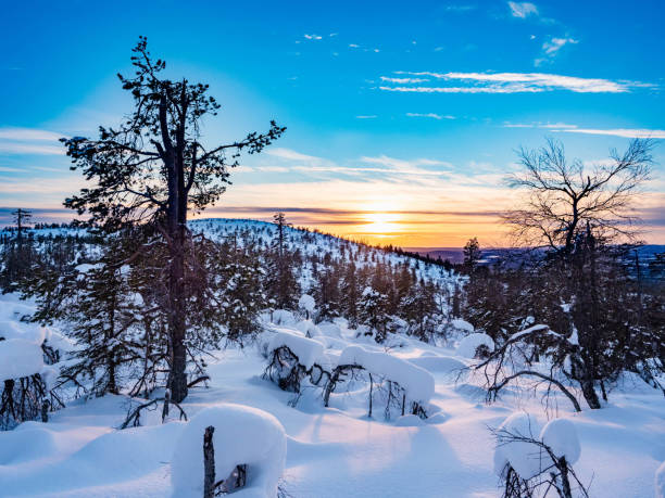 Nordic nature during winter. Snow covered trees. Blue, orange, yellow and pink sky and sunlight.