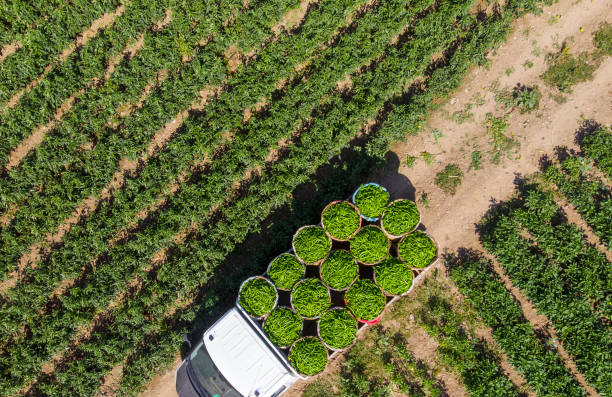 vue aérienne des poivrons verts dans le domaine de poivre - birds eye chilli photos et images de collection