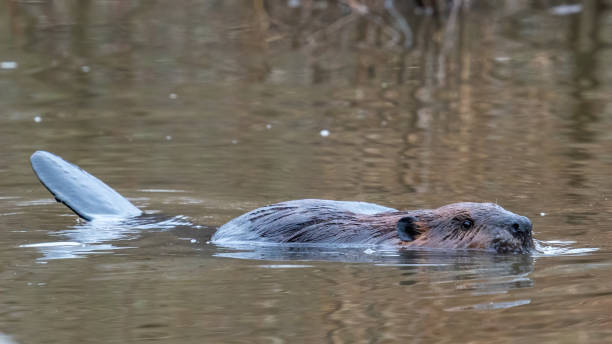 istock Beaver in the water at Huntley Meadows 1309576479