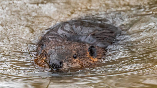 istock Beaver in the water at Huntley Meadows 1309576509