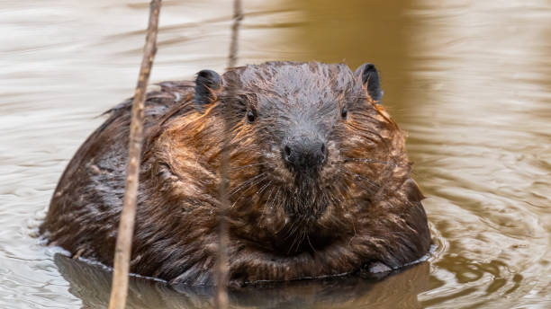 istock Beaver in the water at Huntley Meadows 1309576525