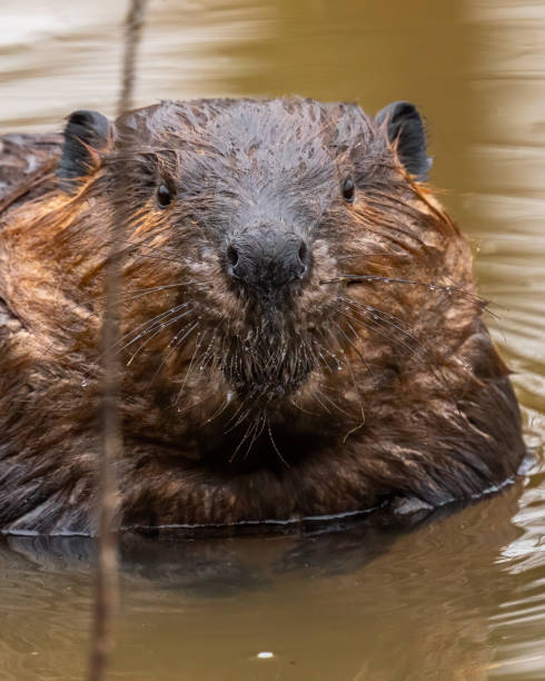 istock Beaver in the water at Huntley Meadows 1309576532