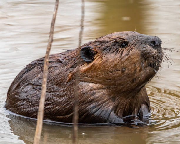 istock Beaver in the water at Huntley Meadows 1309576560