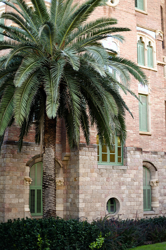 Photo of green palm near old building in Europe. Concept of european architecture and tree.