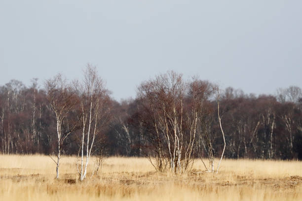 Dutch Landscape - Birch Trees and Moor Grass in Fen Area This Picture is made in Winter at Engelbertsdijksvenen  (Overijssel, the Netherlands). molinia caerulea stock pictures, royalty-free photos & images