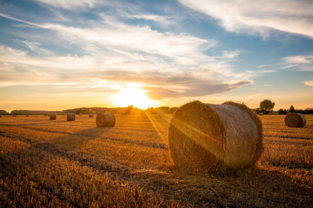 istock Beautiful bright sun rays under horizon over the field after harvesting 1309578829