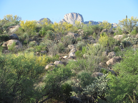 Various desert trees and shrubs in foreground with mountain backdrop and blue sky