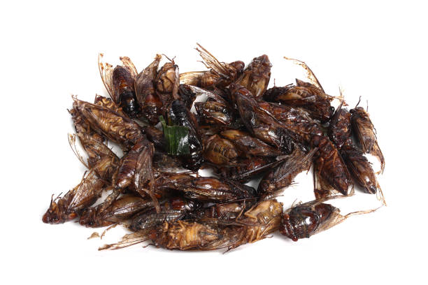 istock Deep fried Cicada Thai Food protein the normal traditional local Thai 1309579703