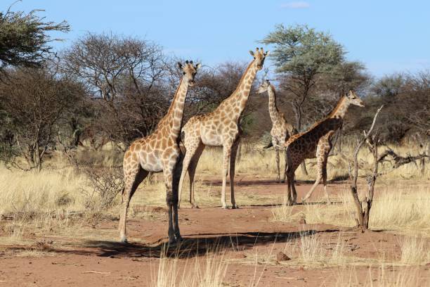 istock beautiful giraffes - Namibia, Africa 1309579720