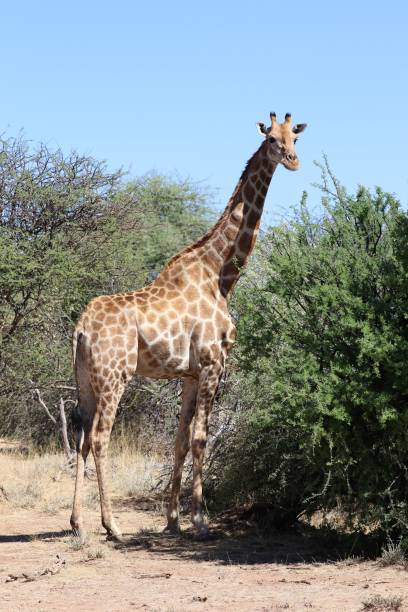istock beautiful giraffes - Namibia, Africa 1309579893